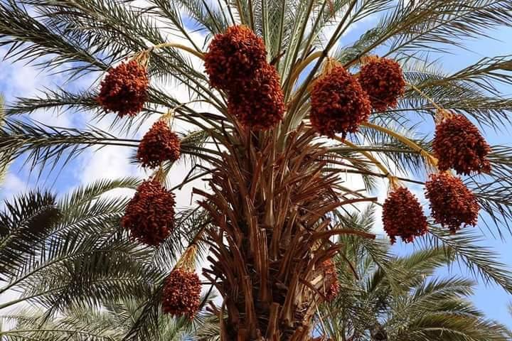 أرشيف "وفا"